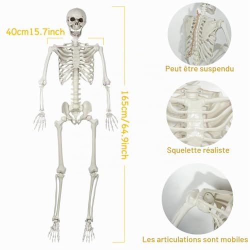 SIFOEL Squelette dhalloween - 165 cm - Taille réaliste - Squ